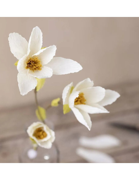 Mini startkit til crepeblomster