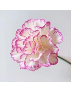 Crepepapir 180g Superior Florist – Hvid/Fuchsia gradient 50×250 cm 2