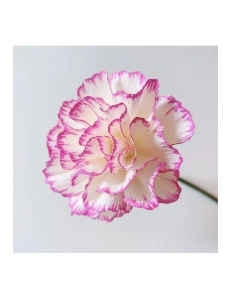 Cartotecnica Rossi Italiensk Crepepapir 180 g NR 17A1 CREAM