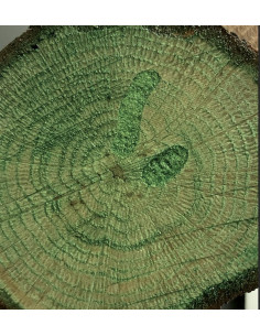 Cadence lak med farve Grøn CV11 2