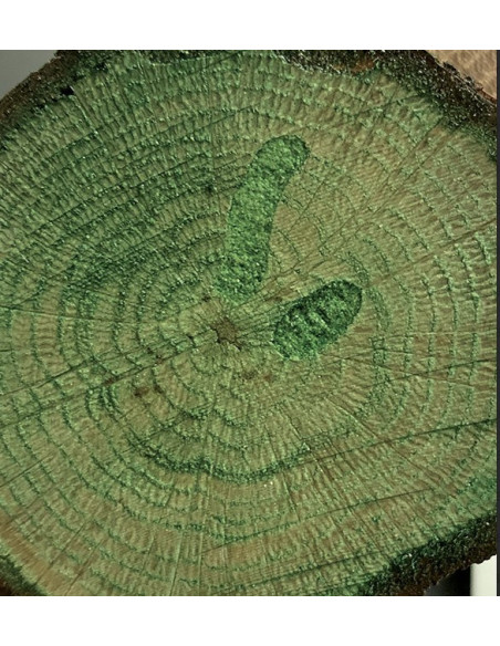 Cadence lak med farve Grøn CV11