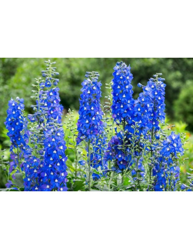 Autentico vintage Hyacinth Kalkmaling