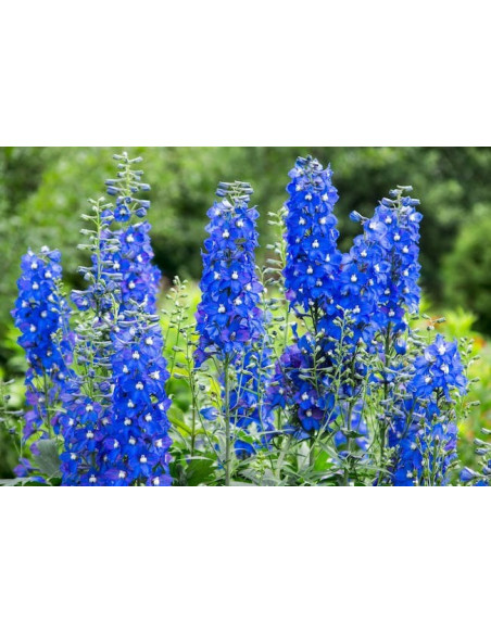 Autentico vintage Hyacinth Kalkmaling